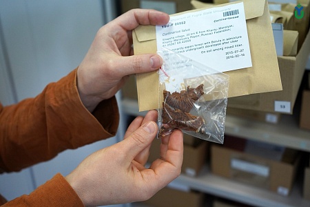 Создан библиографический указатель, посвящённый микологическим исследованиям